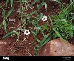 Image result for Xenostegia tridentata