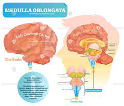 Pin On Health And Medicine Illustrated