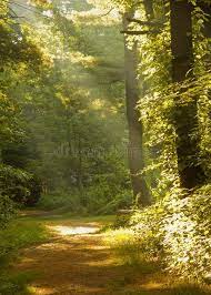 Rays Of Light In The Forest Rays Of Early Morning Sun Light Peak Through The Tr Sponsored Early Morning Sun Autumn Scenery Beautiful Nature Landscape