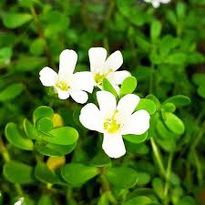 Image result for foto bacopa