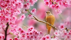 Journal le petit journal 19 1891 le printemps a paris la mort de pichegru. C Est Le Printemps