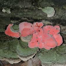 Image result for Merulius incarnatus