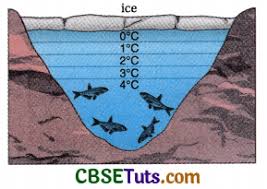 What Is Anomalous Expansion Of Water? - Physicstuff