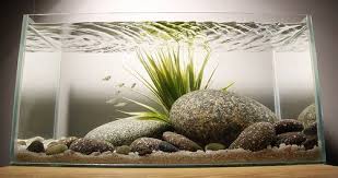 Mysterious Hardscaping Google Search Ikan Akuarium Akuarium Aquarium
