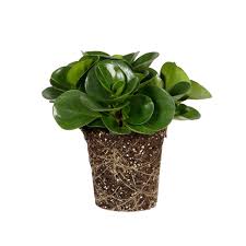 Image result for Olax obtusifolia