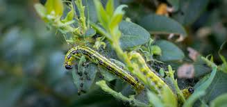 Image result for caterpillar box tree moth inside buxus plant