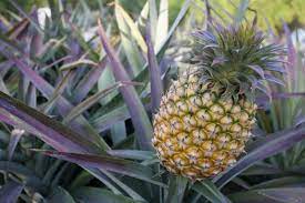The pineapple (ananas comosus) is a tropical plant with an edible fruit and the most economically significant plant in the family bromeliaceae. Does Pineapple Die After Fruiting How Often Does Pineapple Bear Fruit