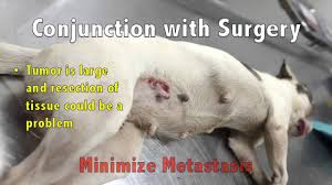 Ten common signs of cancer. Immunocidin For The Treatment Of Mammary Tumors In Dogs Youtube