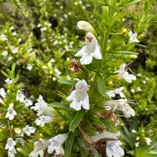 Image result for Satureja