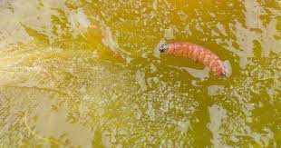 It probably flew in and may not have touched anything else. Red Plum Maggot Koppert