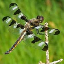 Black And White Striped Bee Like Insect Black And White Winged Dragonfly Dragonfly Damselfly Dragonfly Art