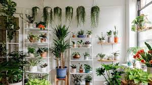 6 Tips To Help Your Plants Thrive Plant Decor Indoor Plants Indoor Plants
