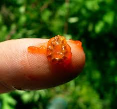 Image result for Stephania abyssinica