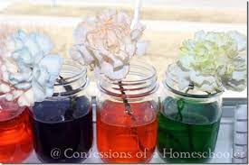 Incidentally, this is similar to why flamingos are pink. Flower Dyeing Science Experiment Confessions Of A Homeschooler
