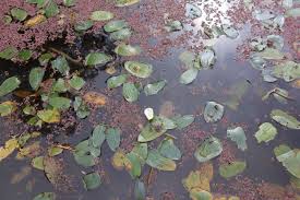 Image result for Ottelia ulvifolia