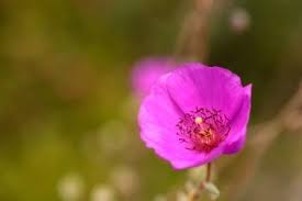 Check spelling or type a new query. What Is Rock Purslane Learn About Rock Purslane Growing And Care