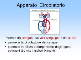 Dall'atrio destro il sangue passa attraverso la valvola tricuspide nel ventricolo destro che lo spinge, con una pressione di circa 25 mmhg. Apparato Circolatorio Ppt Scaricare