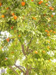 Citrus bergamia, the bergamot orange (pronounced /ˈbɜːrɡəˌmɒt/), is a fragrant citrus fruit the size of an orange, with a yellow or green color similar to a lime, depending on ripeness. Ø¨Ø±ØªÙ‚Ø§Ù„ Ø§Ù„Ø¨Ø±ØºÙ…ÙˆØª Bergamot Orange Agricultural Arts ÙÙŠØ³Ø¨ÙˆÙƒ