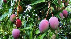 Miyazaki is the king of mangoes, world wide! Ez94ldfuerdnam