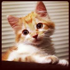 this looks like my old cat samson pretty cats cute cats and kittens cute animals