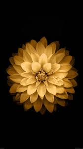 Wallpaper Ad39 Apple Yellow Lotus Iphone6 Plus Ios8 Flower Flower Iphone Wallpaper Retina Wallpaper Iphone 6 Wallpaper