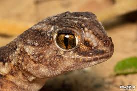 Image result for Pycnostachys orthodonta