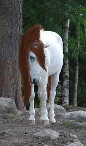 I think it helps, too, that for most breeds they are rarer than other colors, and people like to have uncommon things. White Horse With Brown Mane By Mythss On Deviantart