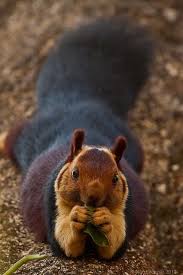 Giant Purple Indian Squirrel Indian Squirrel Animals Cute Animals