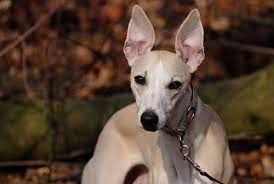 Ein richtig sozialisierter whippet ist ein höflicher und anspruchsloser hund, der wunderbar zu. Parker Galgo Hilfe E V