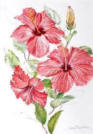 Blog Hibiscus Hibiscus Flower Drawing Flower Drawing Flower Art