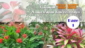 Posted in biologitagged daftar nama latin tumbuhan, nama latin bunga, nama latin hewan, nama latin tanaman, nama latin tumbuhan. 99 Nama Latin Nama Ilmiah Tanaman Hias Daun Lengkap Ciri Gambar