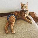 Manx Syndrome in Tailless Cats | Cat-World