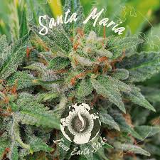 Order Santa Maria Feminized today from SmartShop