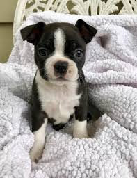Below is a sample search of our boston terrier breeders with puppies for sale. Boston Terrier Puppies For Sale Los Angeles County Ca 250231