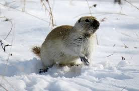 How Soon Is Spring? Groundhogs Set To Make Their Annual Predictions