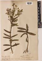 Image result for Blumea adamsii