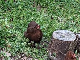 Anyway, bantams can live a good long productive life if taken care of and provided for. How Long Do Bantam Chickens Live Cooped Up Life