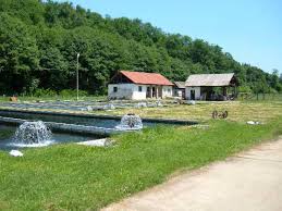 Baia de aramă localisation : SarcinÄƒ S A FÄƒcut Piscicultor La Baia De AramÄƒ Stiri Locale De Ultima Ora Stiri Video Stiri Gorjeanul Ro