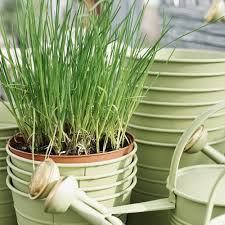 Penjual rumput taman dan rumput lapangan sepak bola internasional. Yuk Luangkan Waktu Anda Dengan Menanam 9 Rekomendasi Tanaman Yang Bisa Dimakan Dan Dipelihara Di Dalam Rumah