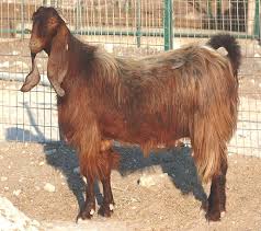 What does this mean for goat? Damascus Goat Characteristics Uses Full Breed Information