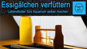 Lebendfutter Wasserflohe Daphnia Selber Zuchten Live Food Water Fleas Daphnia Breed Themselves By Marios Aquarienwelt