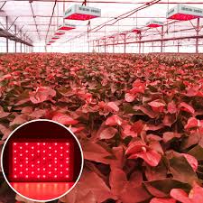 Maybe you would like to learn more about one of these? Clearance Full Spectrum Led Grow Lights Newest 1000w Led Panel Grow Lamp With Ir Uv Grow Lights For Indoor Plants Succulents Seedling Vegetables Lettuce Tomatoes And Herbs S11669 Walmart Com