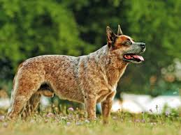 Australian cattle dogs were earlier known by the breed names queensland blue heelers and australian heelers. Australian Cattle Dog 2020 Charakter Wesen Hunde Fan De