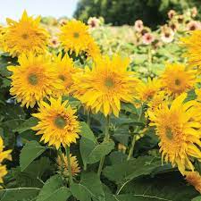 Starburst Greenburst Dmr F1 Sunflower Seed Johnny S Selected Seeds Annuals Landscaping Sunflower Sunflower Seeds