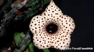 Image result for Huernia hislopii