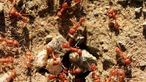 Image result for Fire Ant Sting
