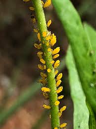Why does my milkweed look diseased or yellow? A Little Bit Of Yellow Everything Is Not Black And White