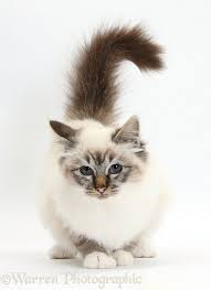 Tabby Point Birman Orange Tabby Cats Birman Cat Cute Cats