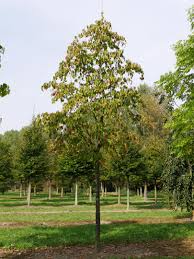 We did not find results for: Cornus Eddie S White Wonder Cornus Eddie S White Wonder Van Den Berk Baumschulen