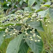 Image result for Achyrospermum laterale